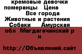 кремовые девочки померанцы › Цена ­ 30 000 - Все города Животные и растения » Собаки   . Амурская обл.,Магдагачинский р-н